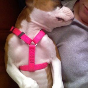 Meet your Posher, Mattie